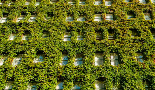 ¿Qué beneficios producen los jardines verticales?