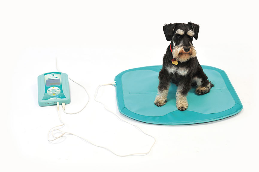Descubre el poder curativo de la magnetoterapia para tus mascotas