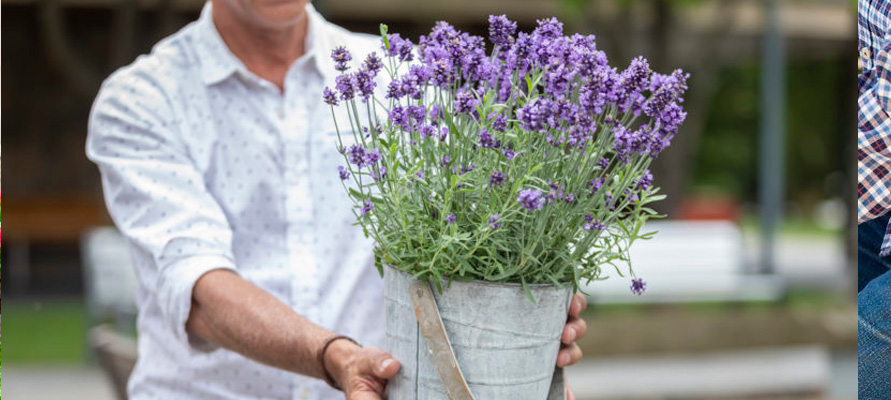 Especies recomendadas por especialistas en viveros Especies recomendadas por especialistas en viveros