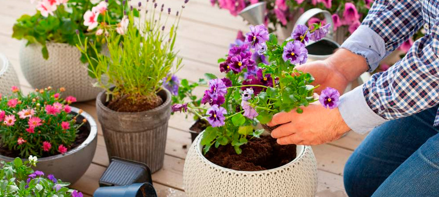 Mejores plantas de exterior para renovar tu jardín en primavera Mejores plantas de exterior para renovar tu jardín en primavera